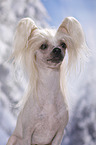 Chinese Crested Dog Portrait