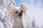 Chinese Crested Dog Portrait