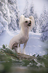 Chinese Crested Dog