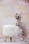 Chinese Crested Dog