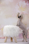 Chinese Crested Dog