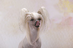 Chinese Crested Dog Portrait