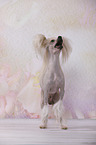Chinese Crested Dog