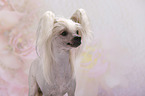 Chinese Crested Dog Portrait