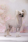 Chinese Crested Dog