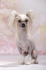 sitting Chinese Crested Dog