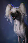 Chinese Crested Dog Portrait