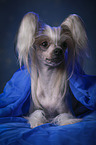 lying Chinese Crested Dog