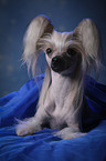 lying Chinese Crested Dog