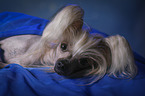 Chinese Crested Dog Portrait