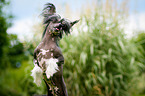 Chinese Crested Dog