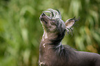 Chinese Crested Dog