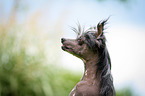 Chinese Crested Dog