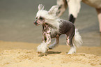 running Chinese Crested