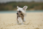 running Chinese Crested