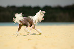 running Chinese Crested