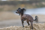 Chinese Crested Dog