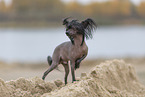 Chinese Crested Dog