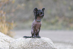 sitting Chinese Crested Dog