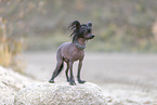 Chinese Crested Dog