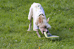 Chinese Crested with frisbee