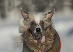 Chinese Crested Dog portrait