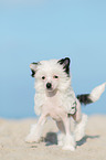 walking Chinese Crested