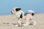 running Chinese Crested