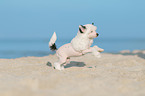 running Chinese Crested