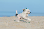 running Chinese Crested