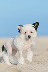 Chinese Crested