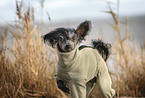 Chinese Crested Portrait