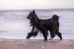 black Chinese Crested Powderpuff