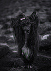 black Chinese Crested Powderpuff