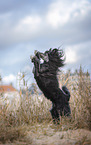 black Chinese Crested Powderpuff