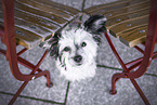 Chinese Crested