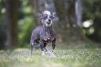 Chinese Crested