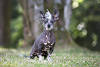 Chinese Crested