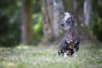 Chinese Crested