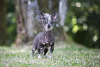 Chinese Crested