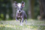 Chinese Crested