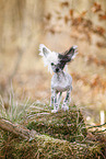 Chinese Crested in autumn