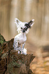 Chinese Crested in autumn