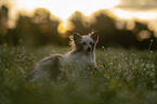 Chinese Crested Dog