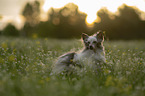 Chinese Crested Dog