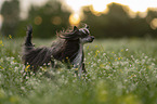 Chinese Crested Dog