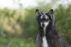 Chinese Crested Dog