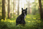 Chinese Crested Dog