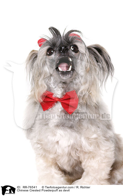 Chinese Crested Powderpuff as devil / RR-76541