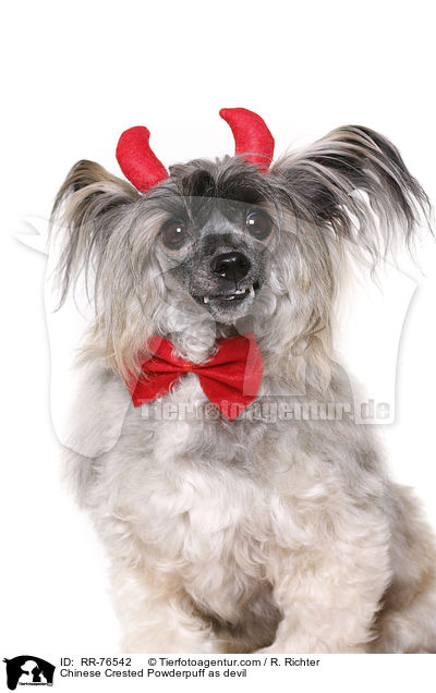 Chinese Crested Powderpuff as devil / RR-76542